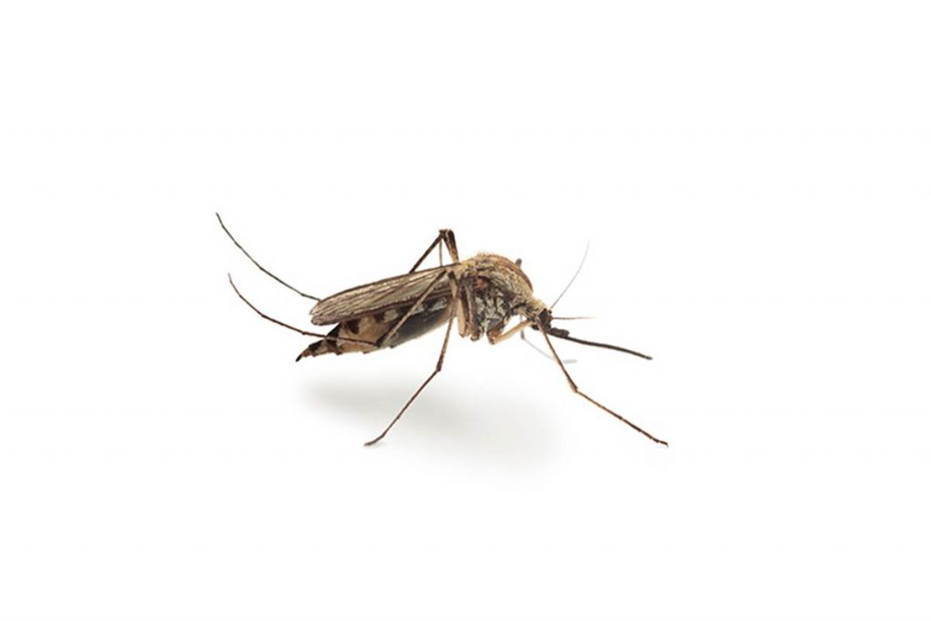 Serie Plagas: Mosquitos.