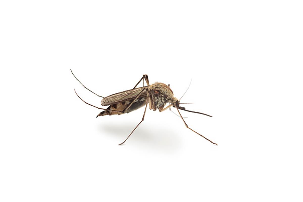Serie Plagas: Mosquitos.