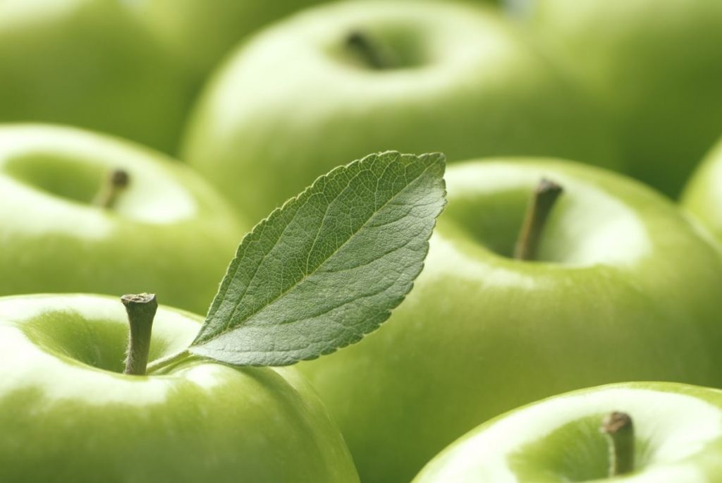 Tips sobre inocuidad alimentaria [agosto 2019]