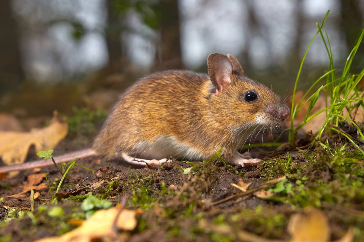 Plagas: proliferación de roedores 
