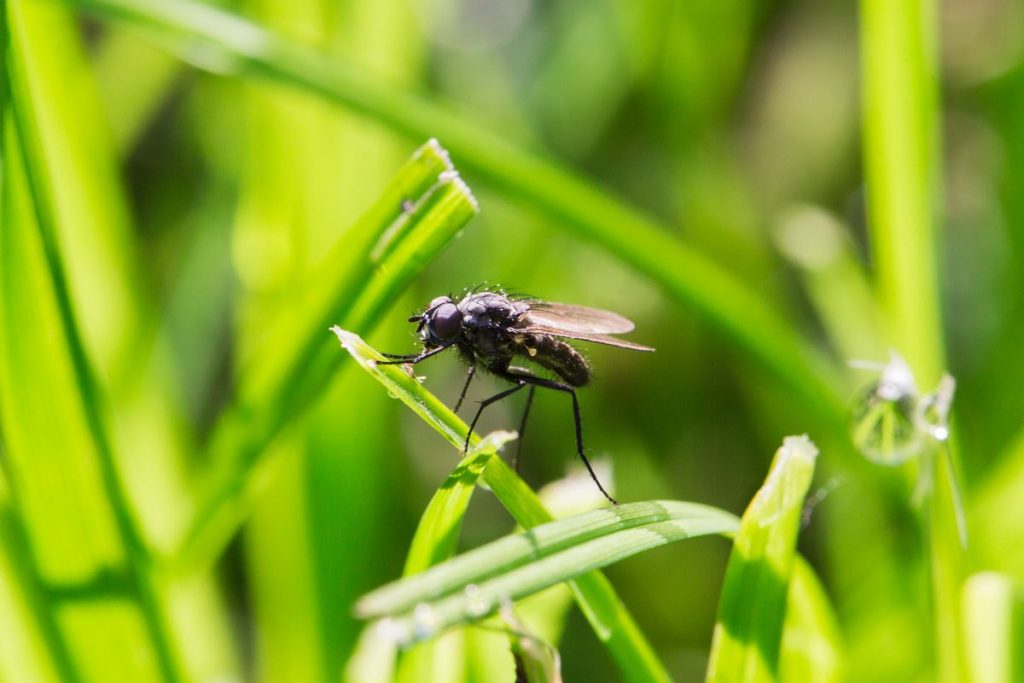 ¿Una mosca= una no conformidad?