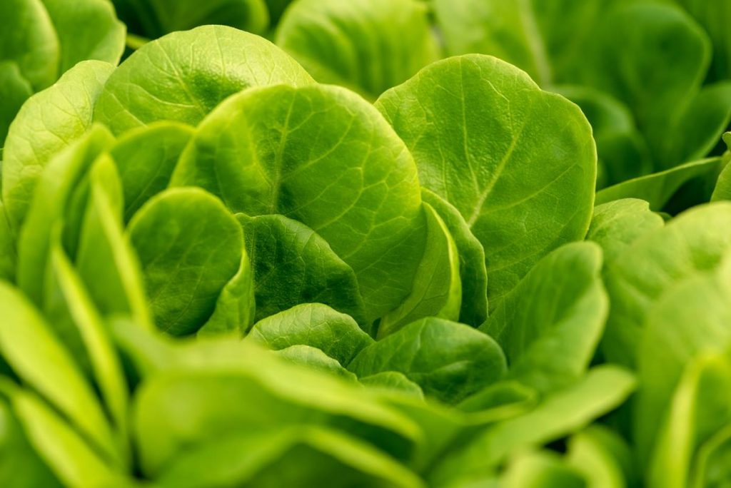 Tips sobre inocuidad alimentaria [compilado 2020]