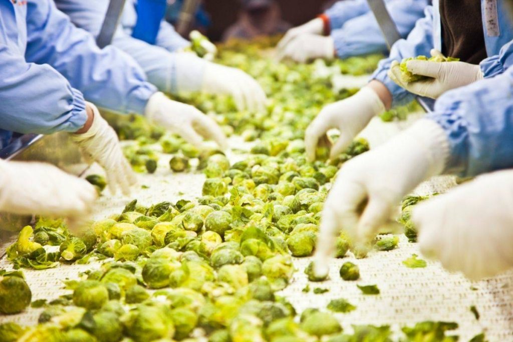 Biofilms en la industria alimentaria