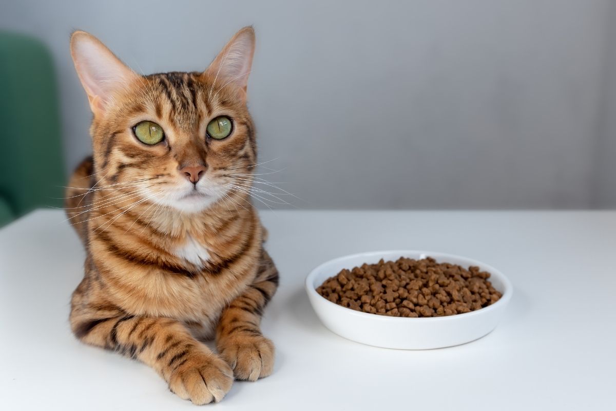 Alimentos para mascotas.