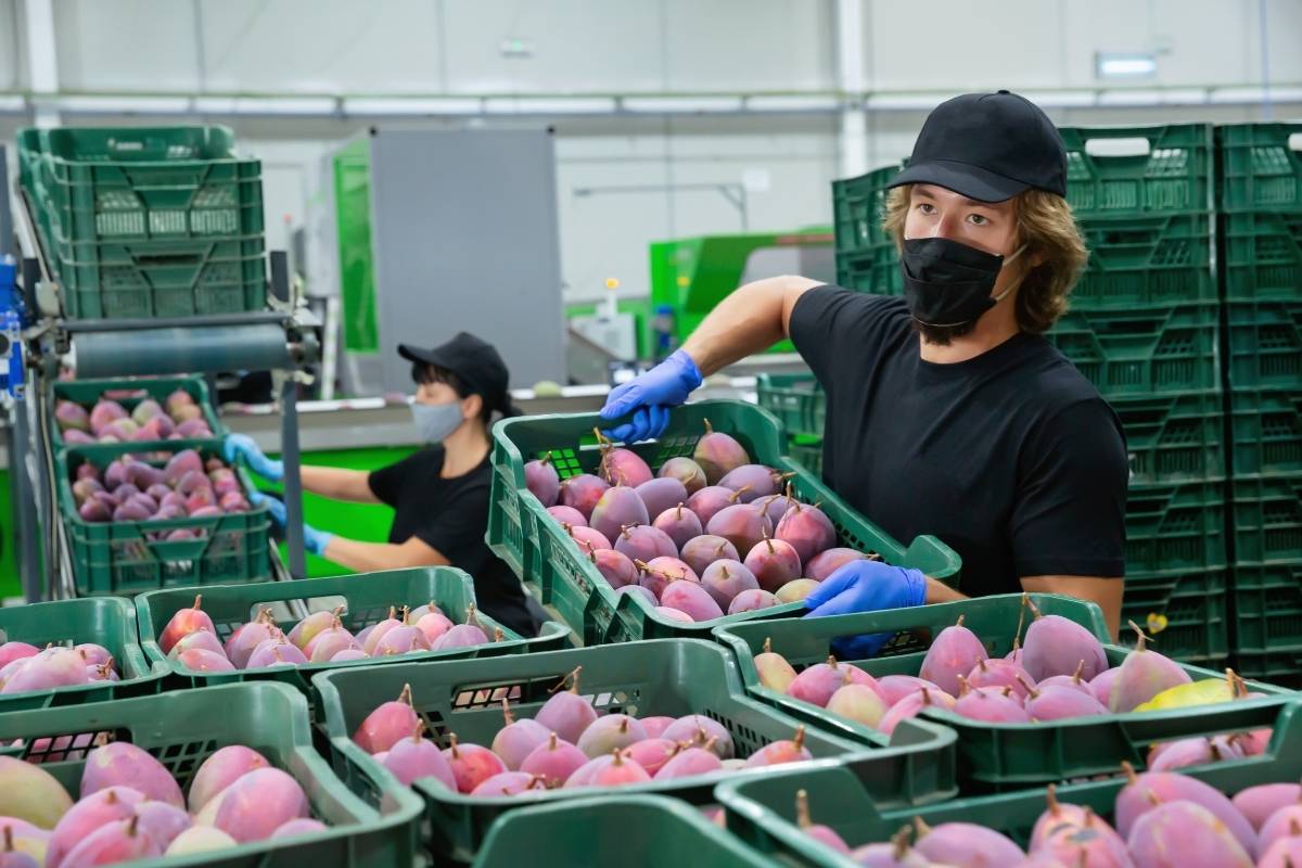 Política de inocuidad en las empresas productoras de alimentos