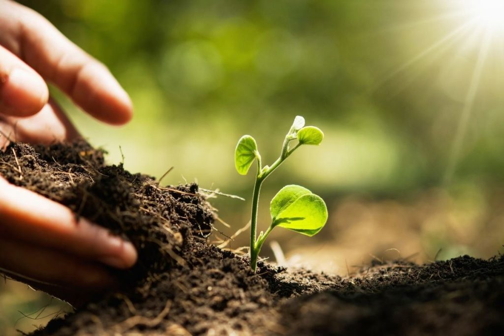 ¿Qué es la agricultura regenerativa?