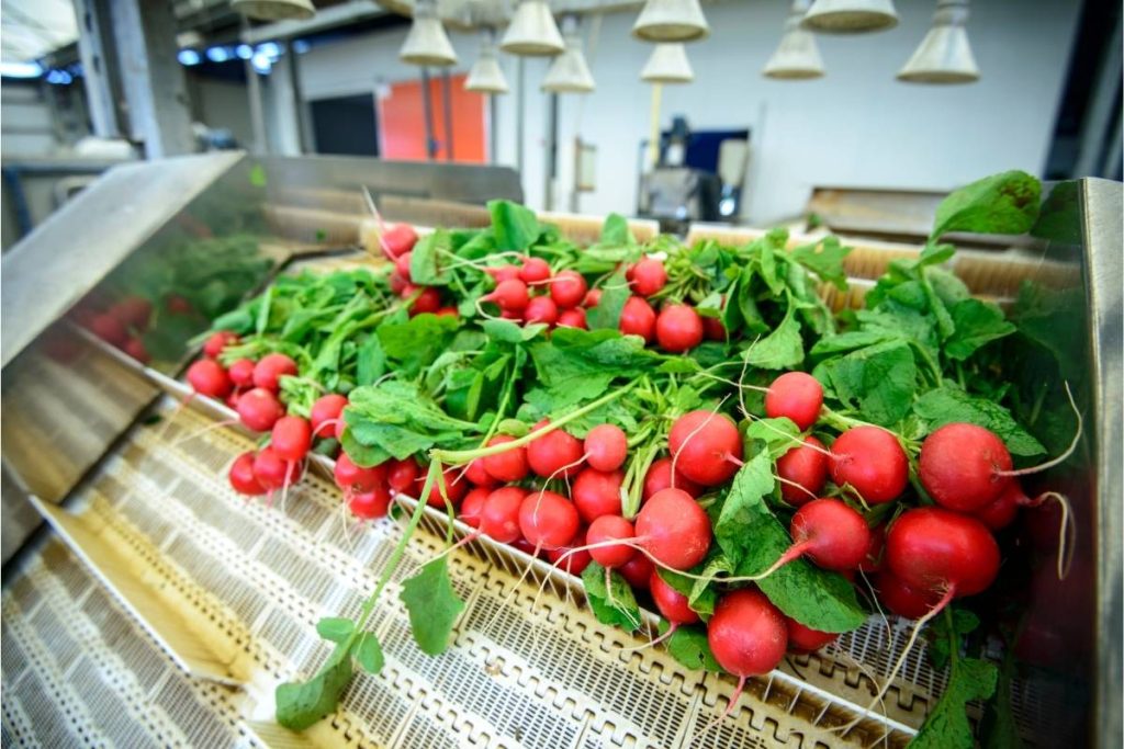 Trivias PI: ¿qué sabemos de inocuidad alimentaria?