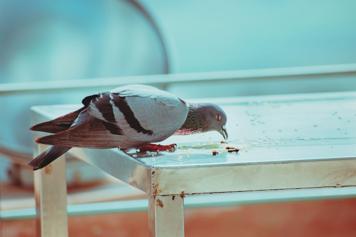Plagas: aves y riesgos que generan