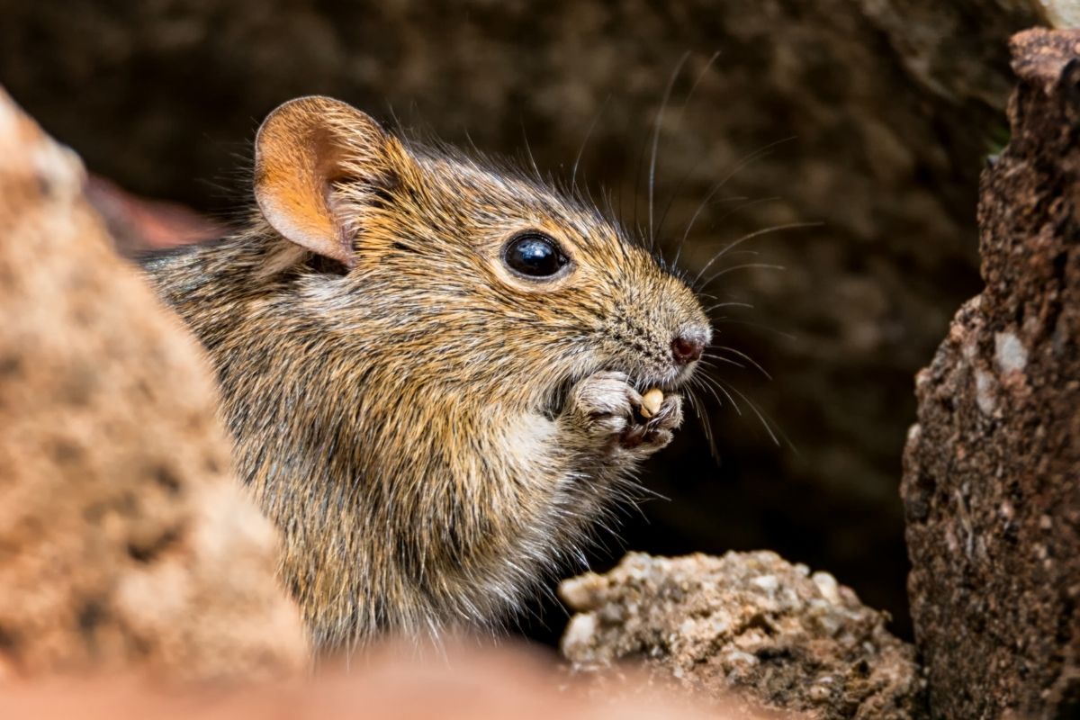 Plagas: madrigueras de roedores y/o animales silvestres