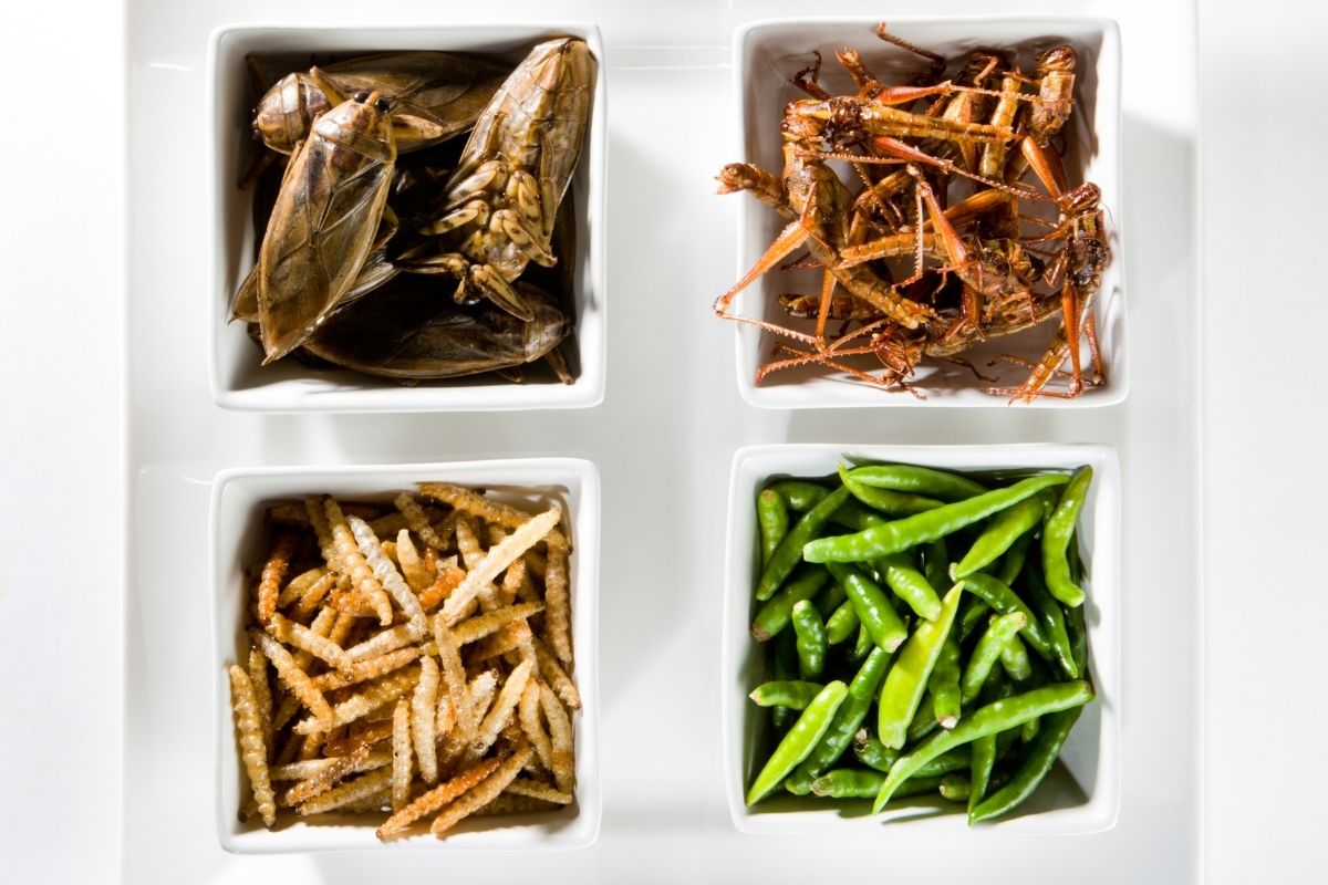 Nuevos alimentos en base de insectos: ¿nuevos alérgenos?