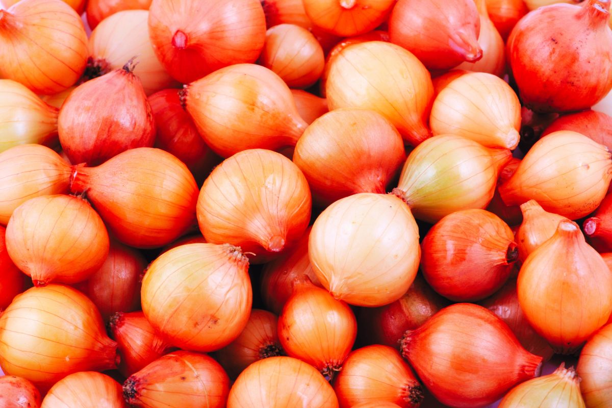Tips sobre inocuidad alimentaria [julio 2022]