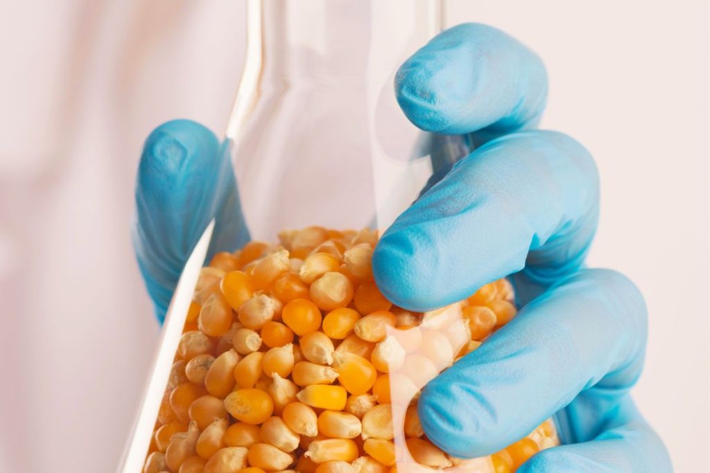 El futuro de los GMO.