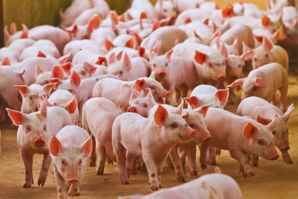 Triquinosis: qué es, síntomas y prevención