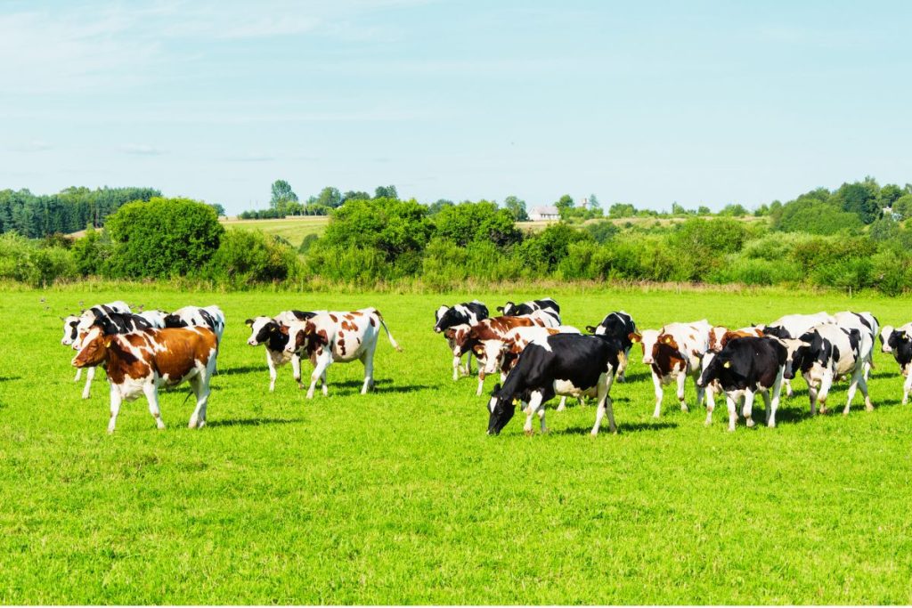 Curso de Bienestar Animal